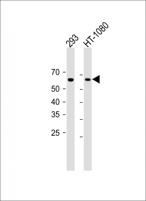 1 - TGFBR2 Antibody (N-term) AP11854A