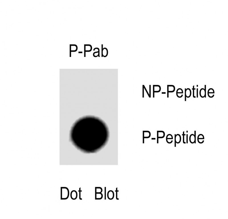 1 - Phospho-CDX2(S283) Antibody AP3701a