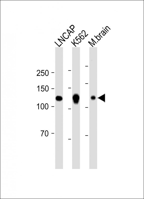1 - SCAP Antibody (N-term) AM8668b