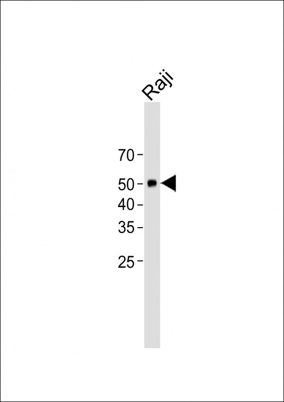 1 - Beclin 1 Antibody AP13795a