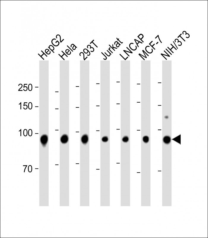 1 - MASTL Antibody AM1911B