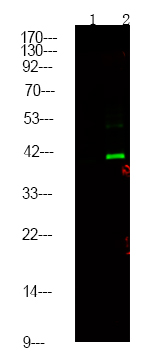 1 - CtBP1/2 (Phospho Ser158/164) Rabbit Polyclonal Antibody AP93582