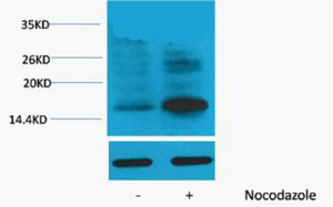1 - Histone H3 (Phospho Thr118) Rabbit Polyclonal Antibody AP93590