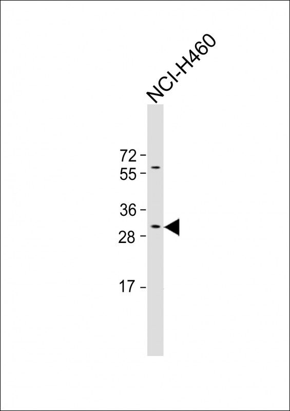1 - NMNAT3 Antibody (Center) AP14087C