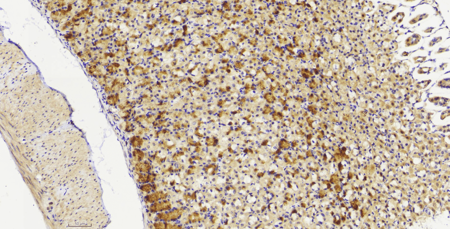 14 - PTEN antibody AP22433a