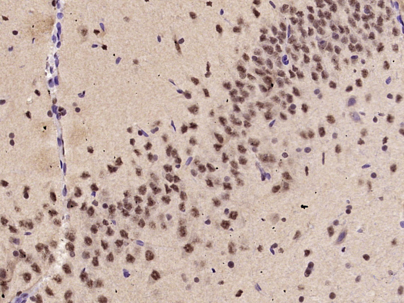 14 - KLF2 Rabbit pAb AP50863