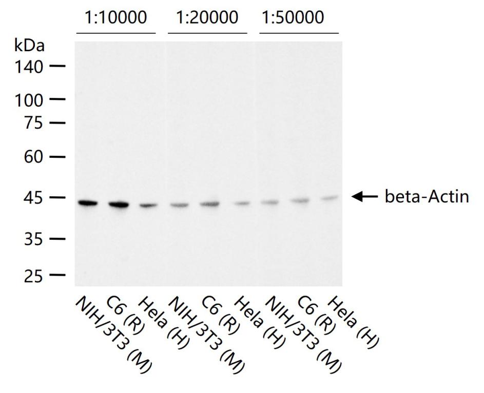1 - beta-Actin Rabbit pAb, Loading Control AP50879