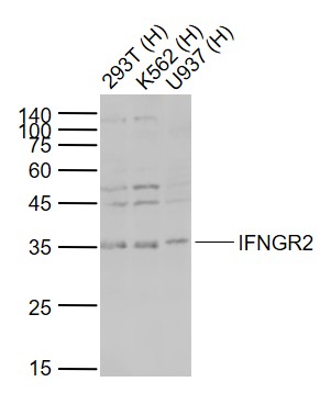 1 - IFNGR2 Rabbit pAb AP50884