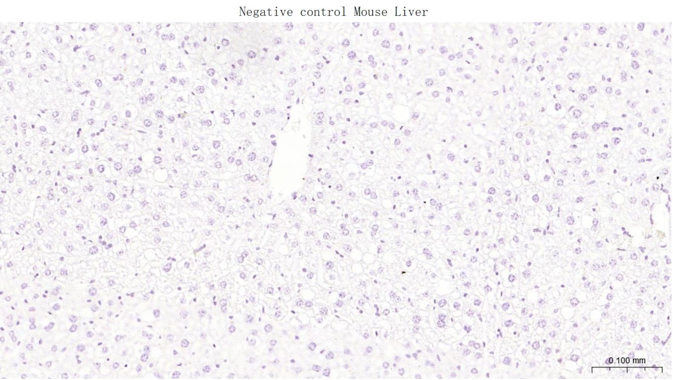 14 - GLP-1R Rabbit pAb AP52040