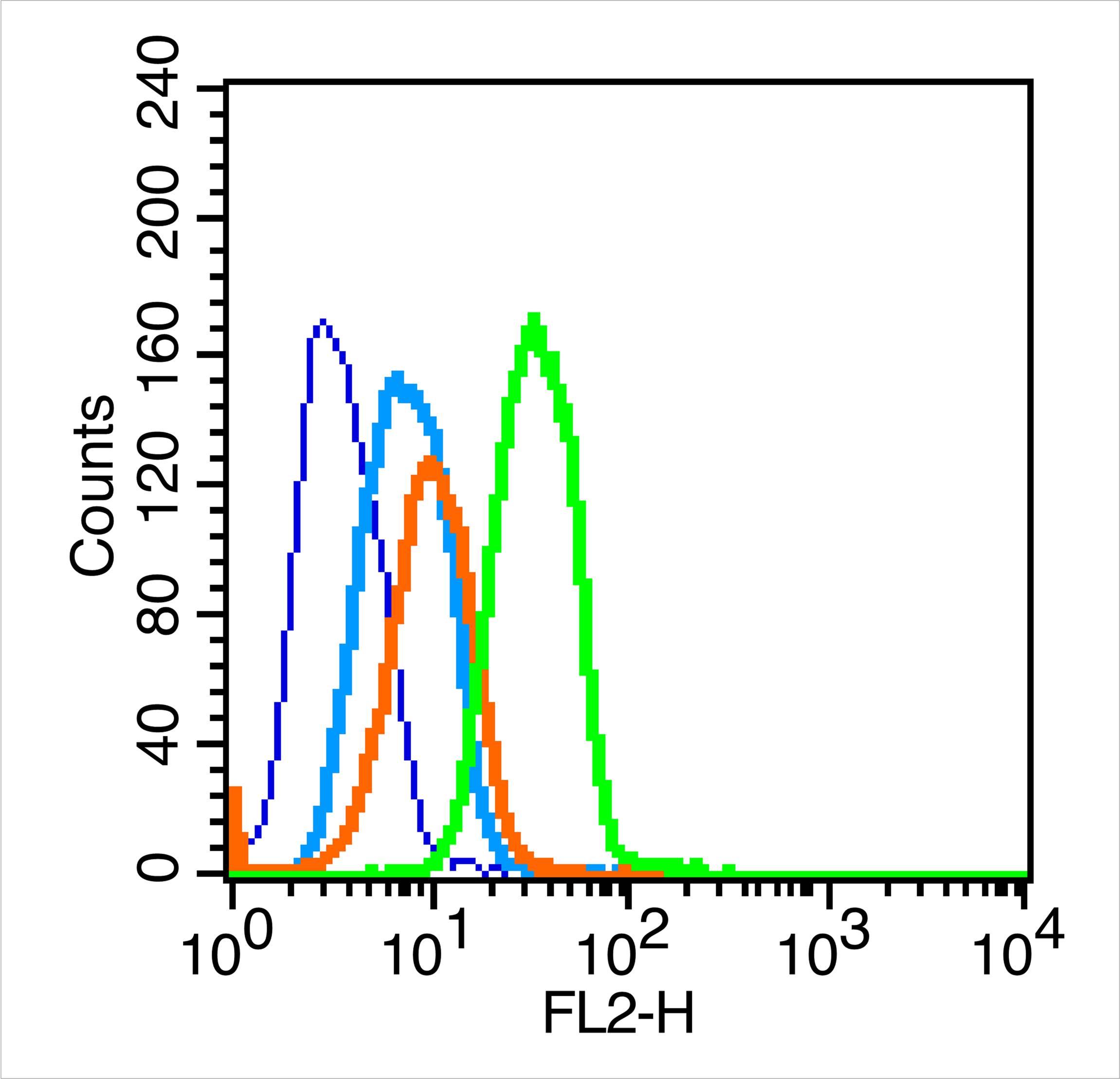 0 - Caspase 8 Rabbit pAb AP52053