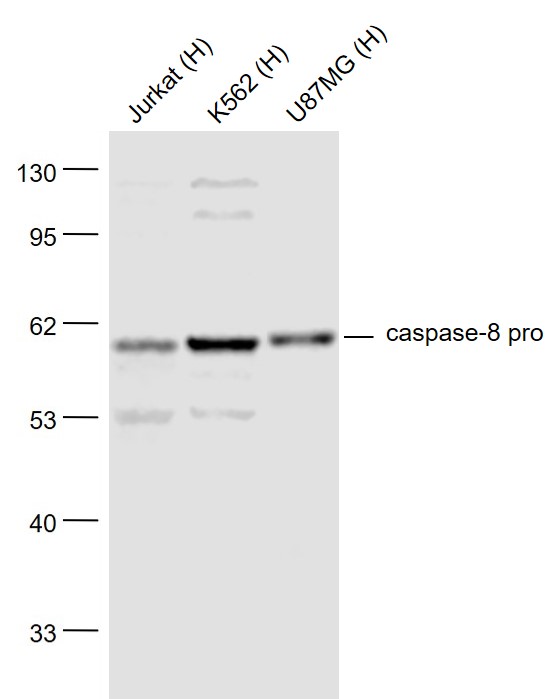 1 - Caspase 8 Rabbit pAb AP52053