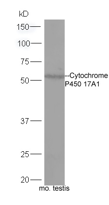1 - Cytochrome P450 17A1 Rabbit pAb AP52080