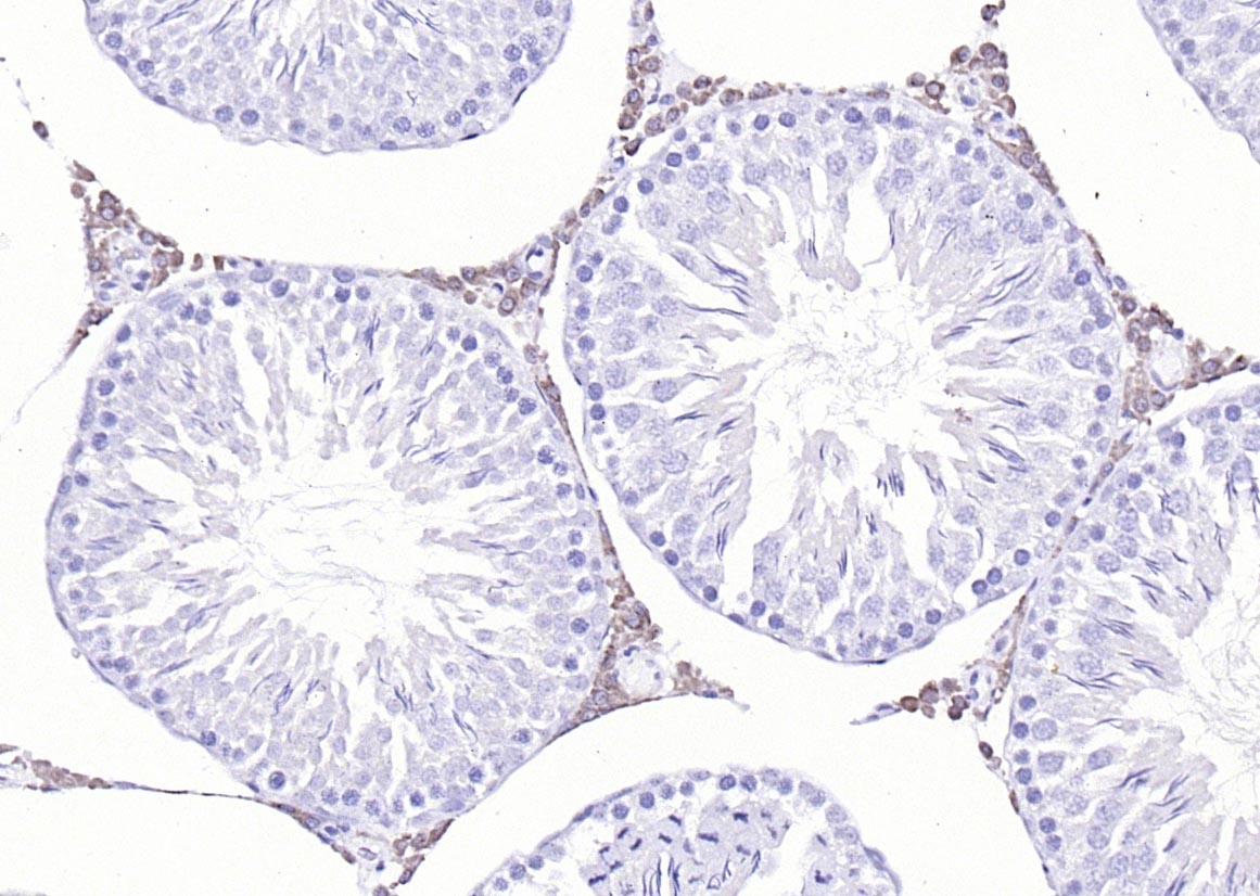 14 - Cytochrome P450 17A1 Rabbit pAb AP52080