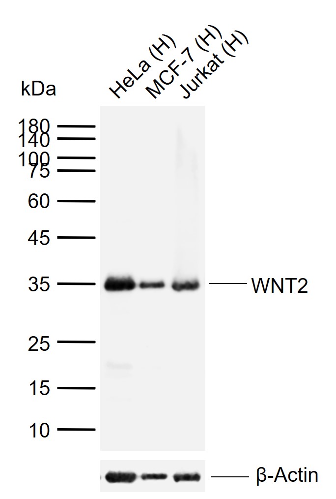 1 - WNT2 Rabbit pAb AP52104