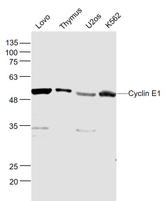 1 - Cyclin E1 Rabbit pAb AP52202