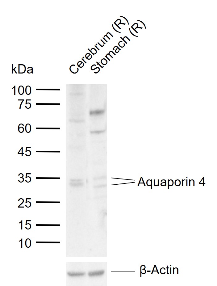 1 - Aquaporin 4 Rabbit pAb AP52226