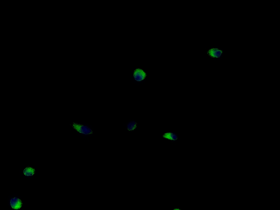 0 - TUBB3 (Neuronal Marker) Rabbit pAb AP52263