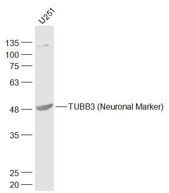 1 - TUBB3 (Neuronal Marker) Rabbit pAb AP52263