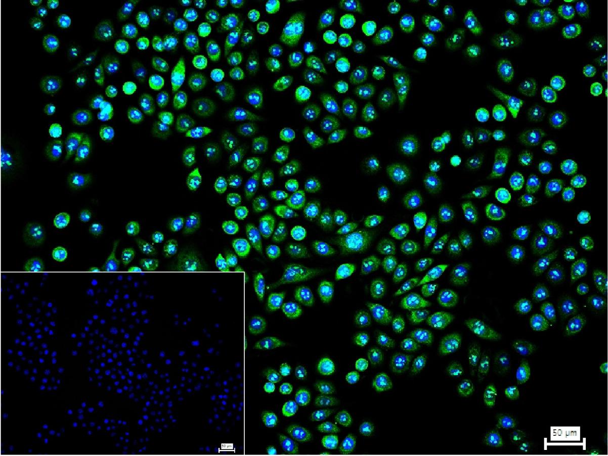 0 - Nrf2 Rabbit pAb AP52269