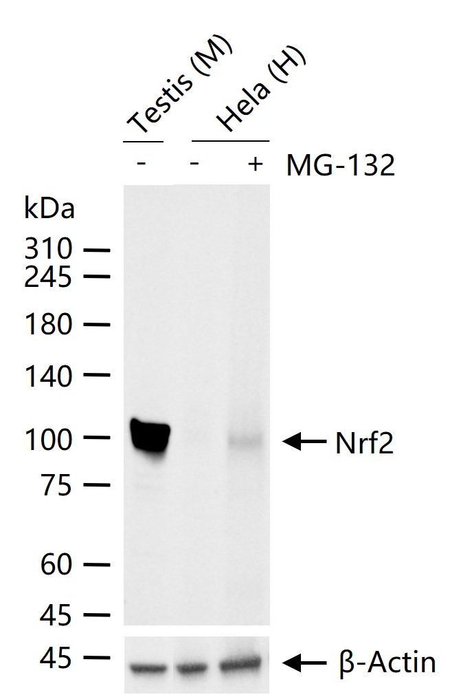 1 - Nrf2 Rabbit pAb AP52269