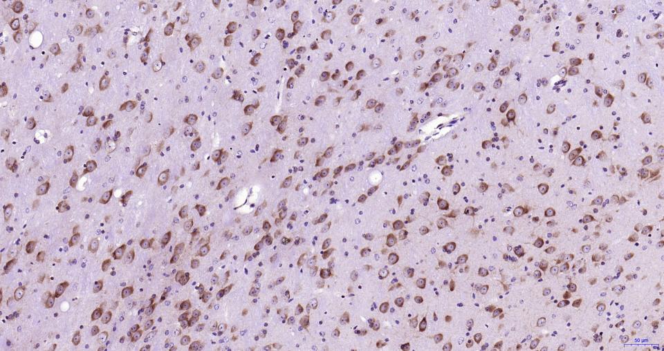 14 - Nrf2 Rabbit pAb AP52269