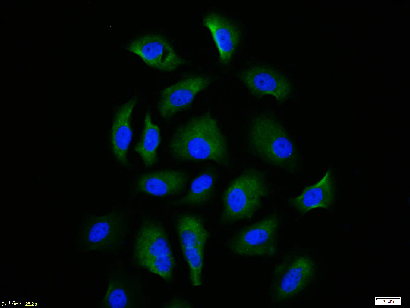 0 - phospho-Nrf2 (Ser40) Rabbit pAb AP52270
