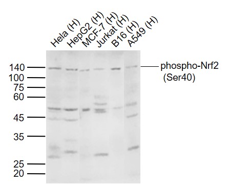 1 - phospho-Nrf2 (Ser40) Rabbit pAb AP52270