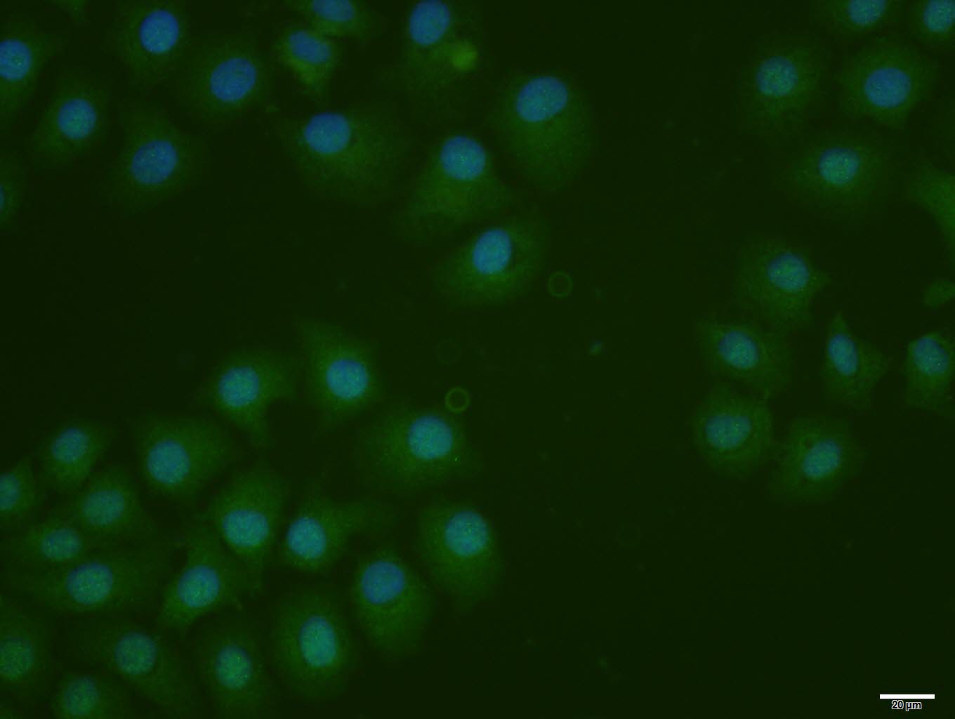 0 - phospho-IRF7 (Ser471 + Ser472) Rabbit pAb AP52306