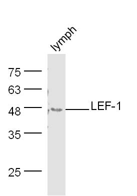 1 - LEF-1 Rabbit pAb AP52338