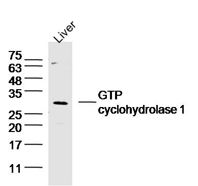 1 - GTP cyclohydrolase 1 Rabbit pAb AP54184