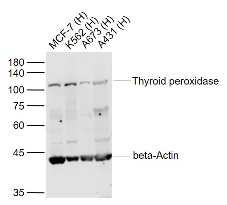 1 - Thyroid peroxidase Rabbit pAb AP54256