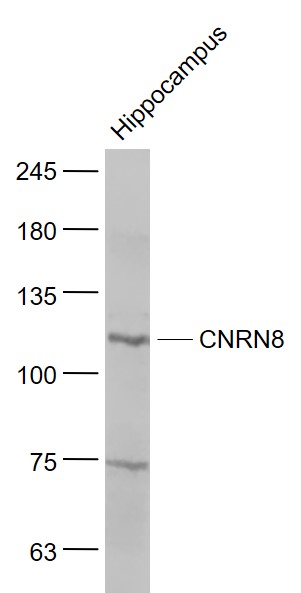 1 - PCDHA10/CNRN8 Rabbit pAb AP54388
