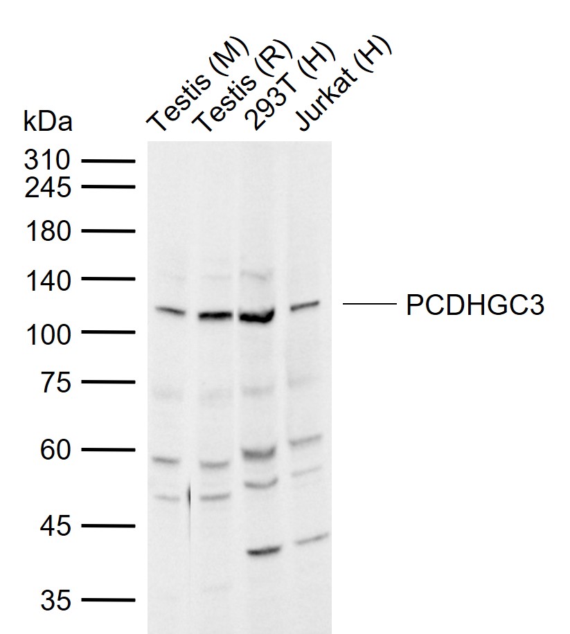1 - PCDHGC3 Rabbit pAb AP54407