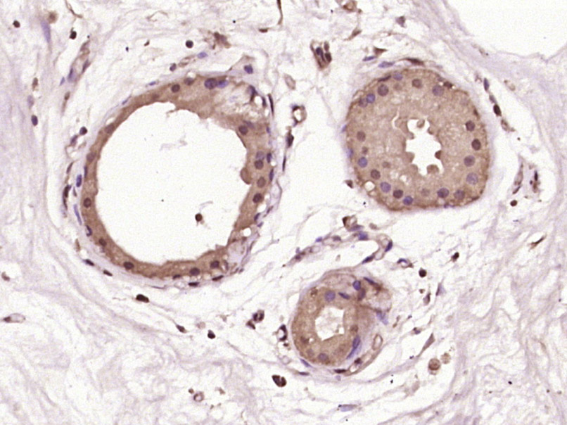 14 - ESE1 Rabbit pAb AP54442