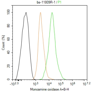 0 - Monoamine oxidase A+B Rabbit pAb AP54662