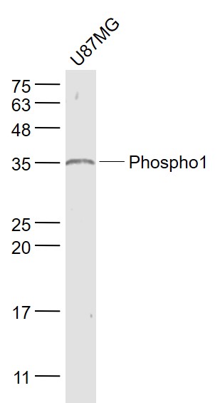 1 - Phospho1 Rabbit pAb AP54888