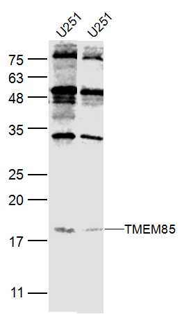 1 - TMEM85 Rabbit pAb AP54927