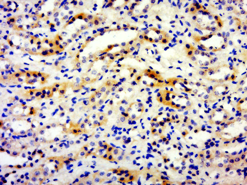 14 - Biliverdin Reductase Rabbit pAb AP55006