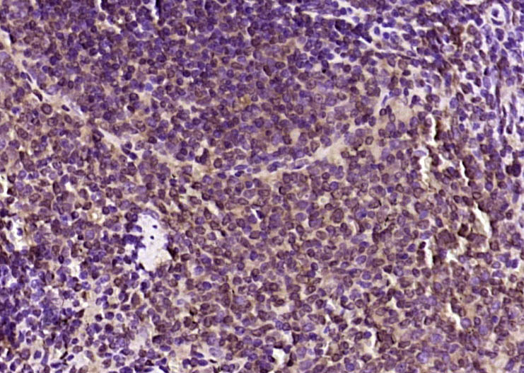 14 - DAPP1 Rabbit pAb AP55033