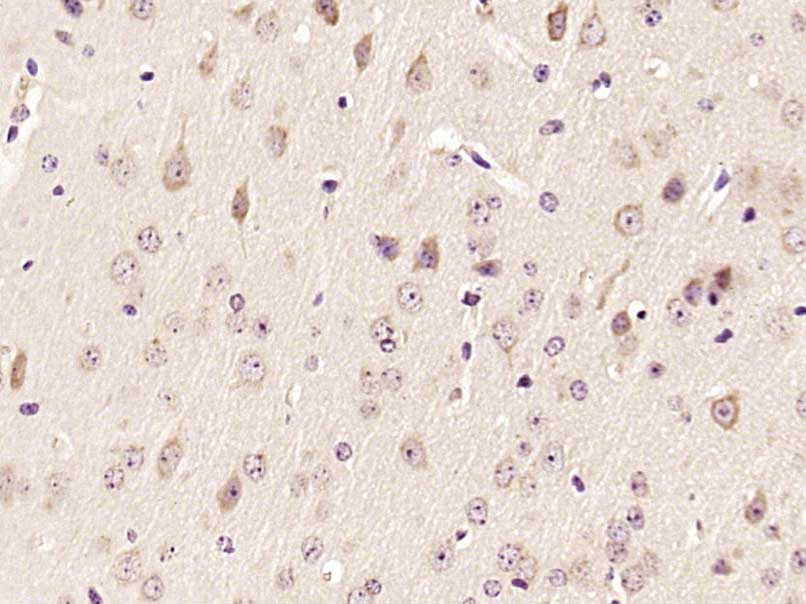 14 - ECH1 Rabbit pAb AP55048