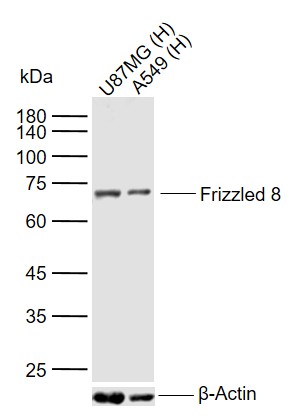 1 - Frizzled 8 Rabbit pAb AP55094