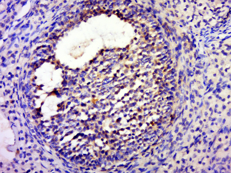 14 - FTS Rabbit pAb AP55097