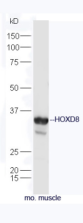 1 - HOXD8 Rabbit pAb AP55215