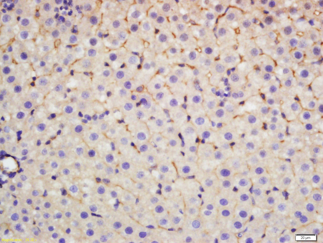 14 - CCK39 Rabbit pAb AP55343