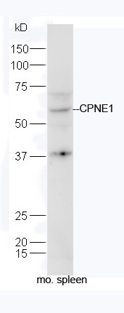 1 - CPNE1 Rabbit pAb AP55386