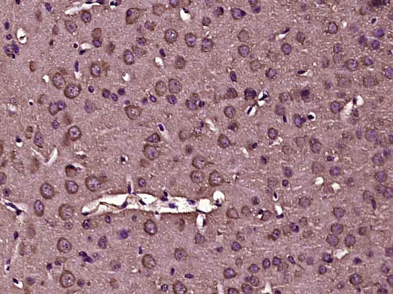 14 - CXXC4 Rabbit pAb AP55433