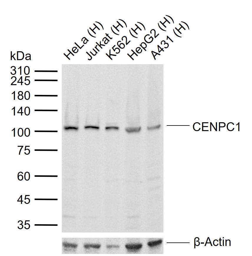 1 - CENPC1 Rabbit pAb AP56038