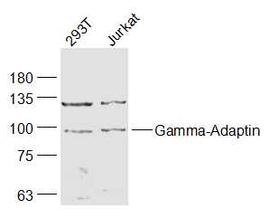 1 - Gamma-Adaptin Rabbit pAb AP56062