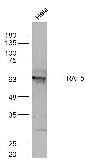 1 - TRAF5 Rabbit pAb AP56319