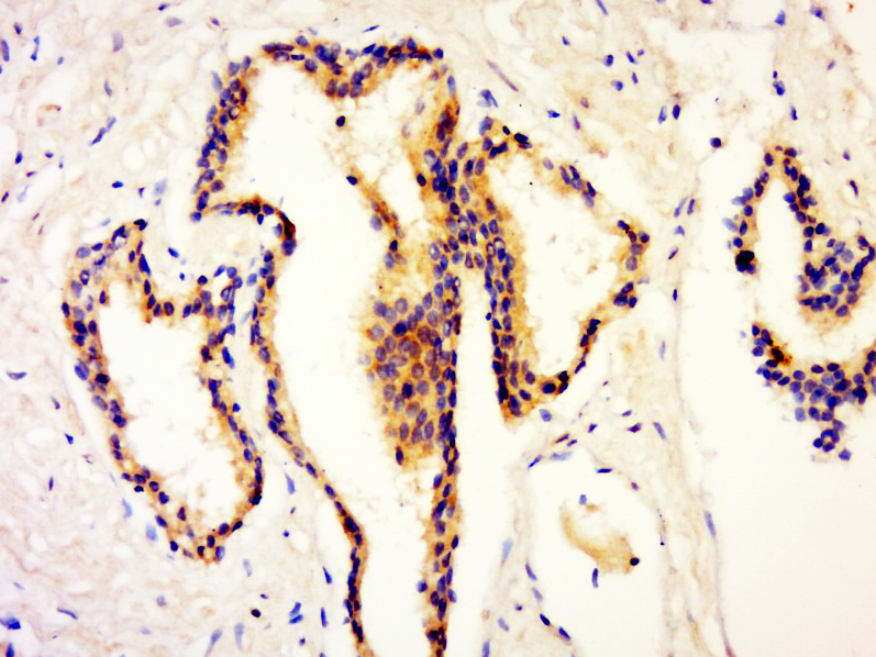 14 - TRAF5 Rabbit pAb AP56319